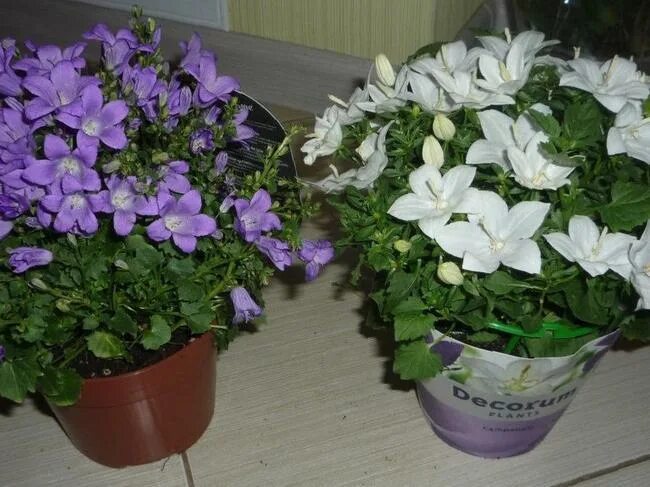 авито комнатные цветы тамбов. цветы на авито екатеринбург комнатные. магазин комнатных растений. выставка комнатных цветов в библиотеке. авито комнатные цветы тамбов.