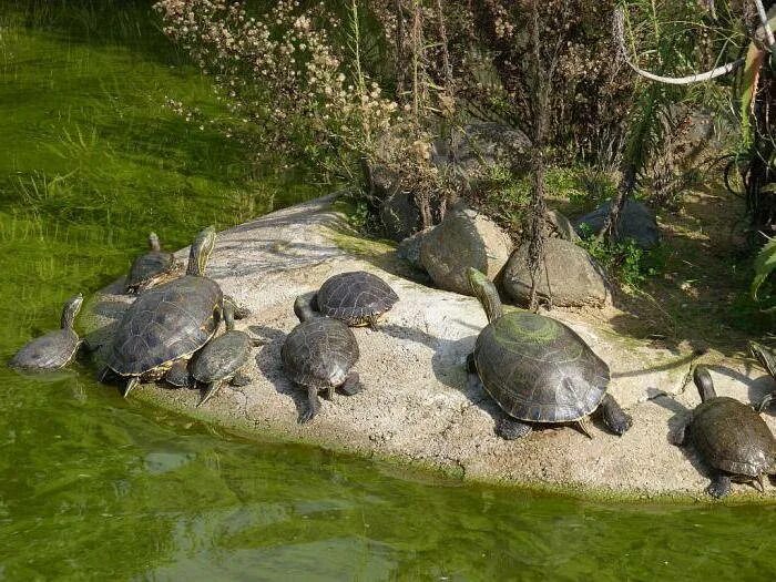 Черепахи которые живут в воде. Пресноводные черепахи в зоопарке. Суша для водной черепахи. Красноухая черепаха на суше.