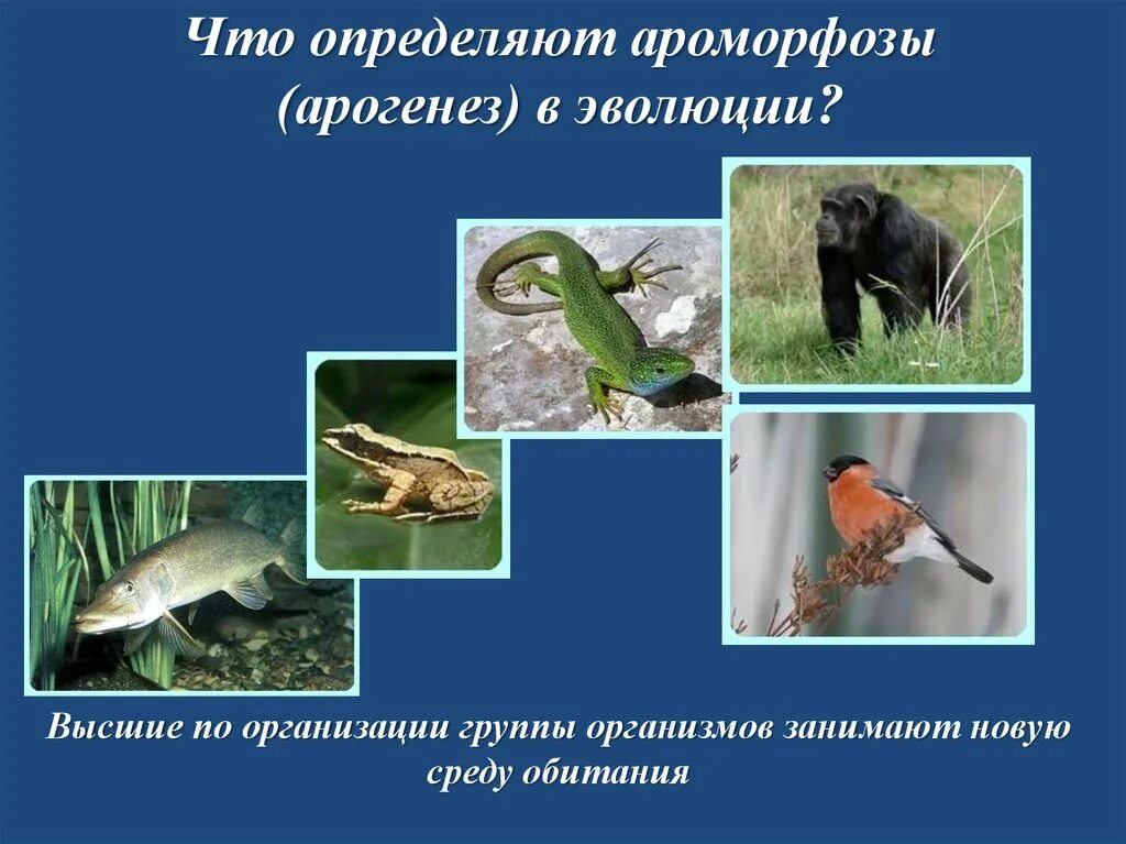 Какое изменение не относят к ароморфозу. Арогенез. Ароморфоз среда обитания. Арогенез и ароморфозы. Арогенез примеры.