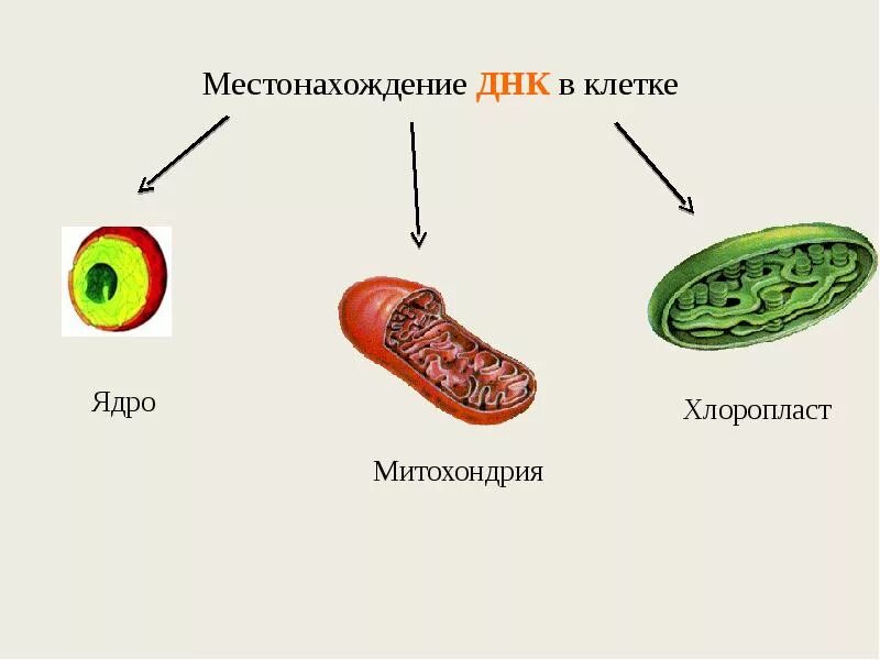 Местоположение клетки