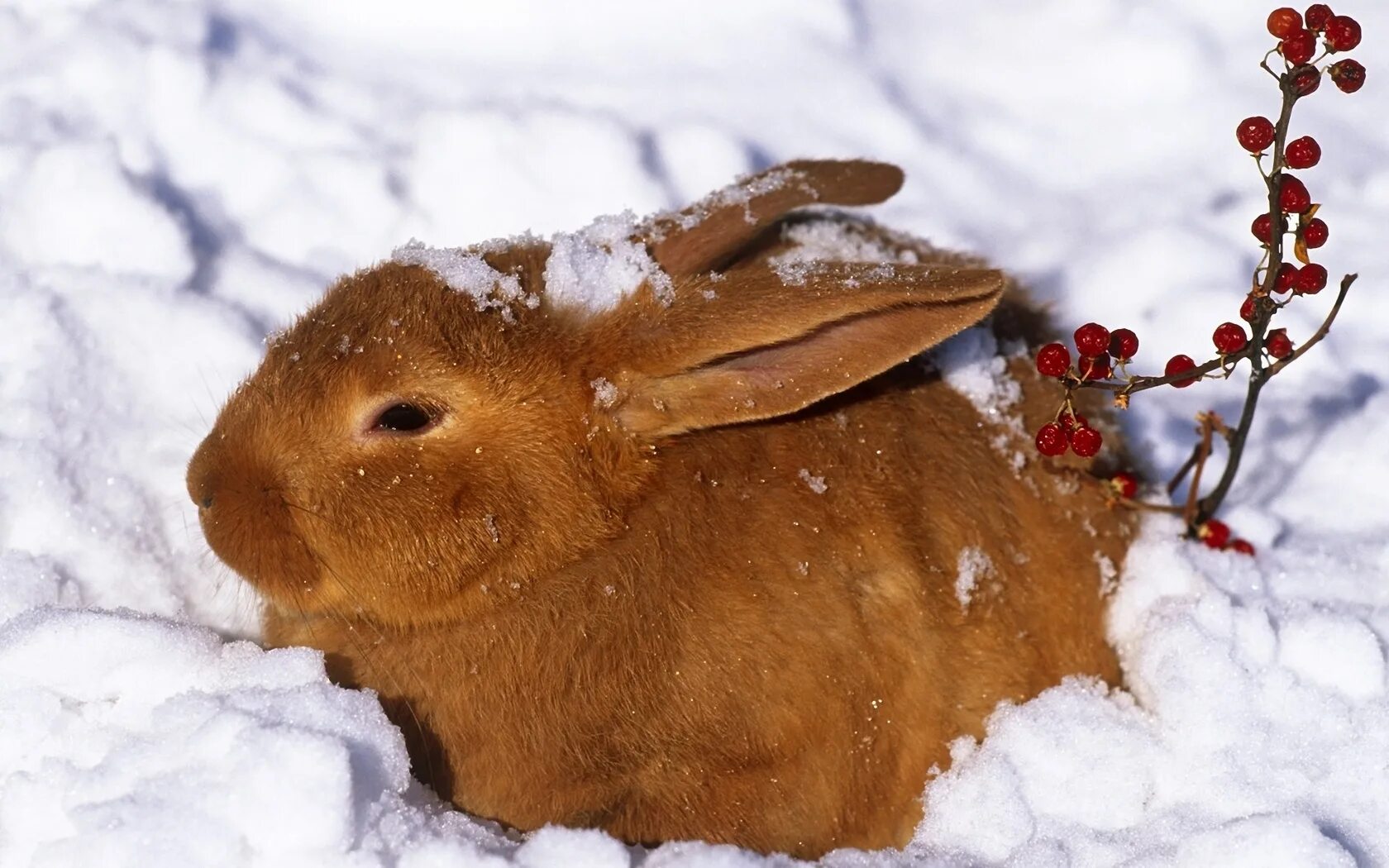 Зимние животные. Животные зимой. Кролик в снегу. Звери зимой. Перед наступлением зимы некоторые животные
