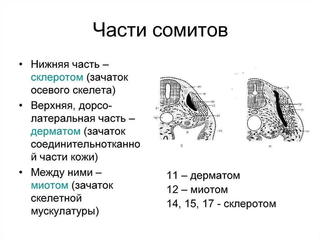 Дерматом сомита. Склеротом сомитов. Части сомитов. Сомиты и спланхнотом.