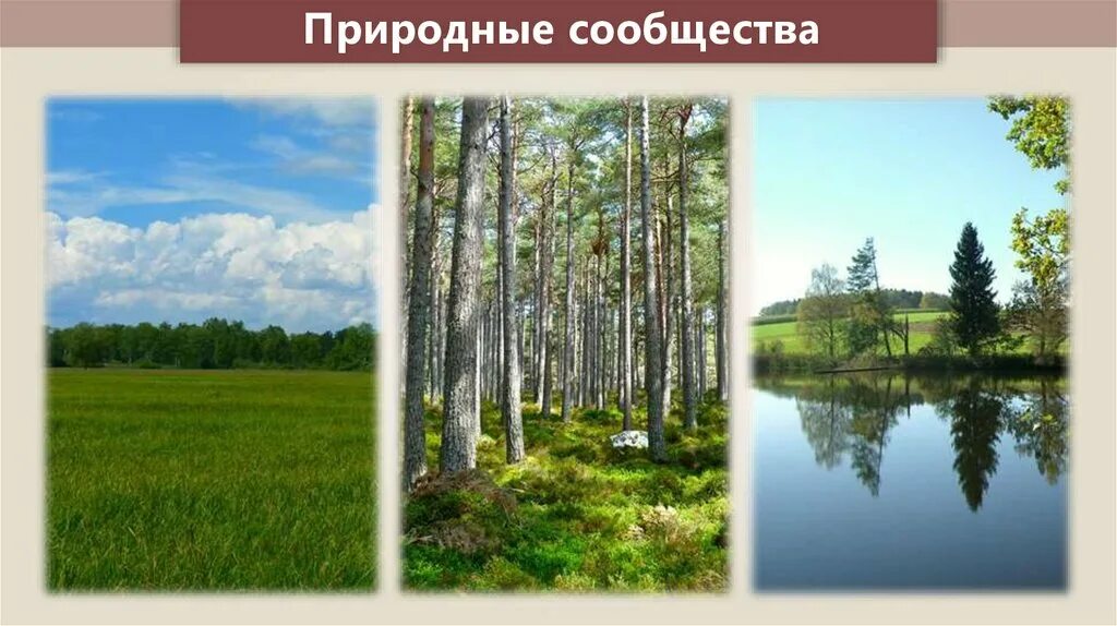 Природные сообщества родного края два три примера. Природные сообщества. Картины с изображением природных сообществ. Многообразие природных сообществ. Природное сообщество лес.