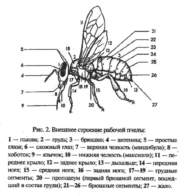 Внешнее строение медоносной пчелы рисунок. Внутреннее и внешнее строение пчелы. Строение тела пчелы медоносной. Медоносная пчела строение конечности. Насекомое работающая на органы