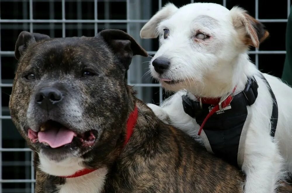 Dog pairing. Dog pairing