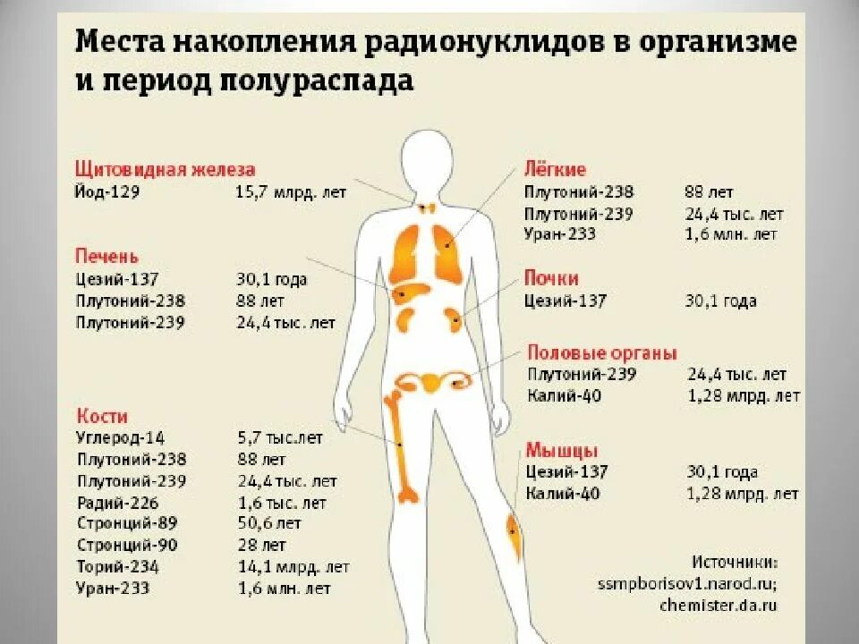 Места накопления радионуклидов в организме и период полураспада. Места накопления радионуклидов в организме человека. Характер распределения радиоактивных веществ в организме. Накопление радионуклидов стронция-90 в организме человека.