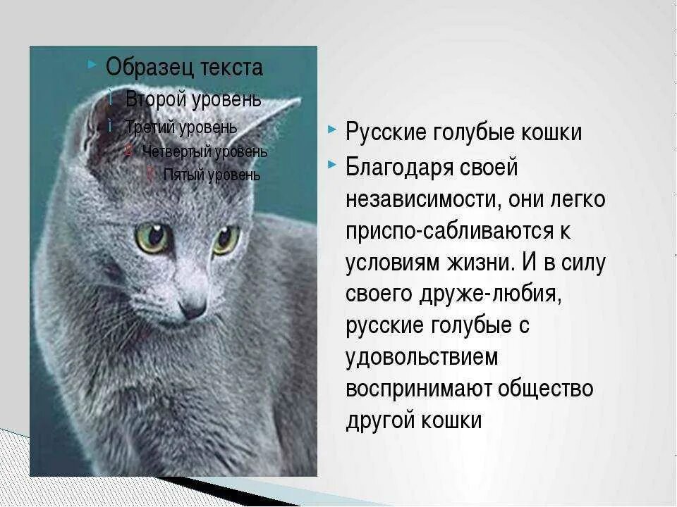 Как назвать голубую кошку