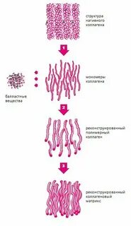 Нативный коллаген