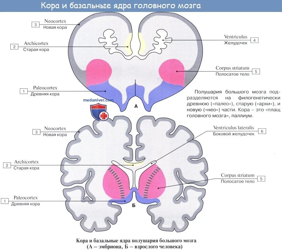 Ядра мозга образованы. Подкорковые ядра (чечевицеобразное, скорлупа, бледный шар). Горизонтальный разрез головного мозга базальные ядра. Корковые ядра головной мозг. Базальные подкорковые ядра головного мозга.