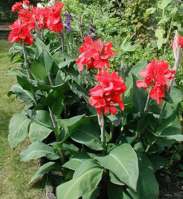 фото красных канн. цветы канна садовая. фото красных канн. канна кримсон бьюти. канна зеленолистная центурион.