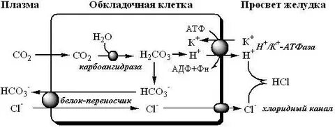 Образование соляной кислоты