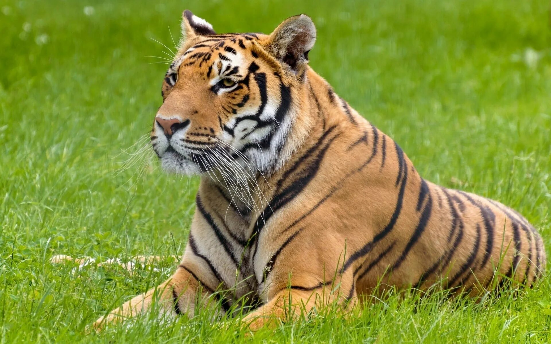 Хорош тайгер. Тигр. Тигр лежит. Лежачий тигр. Благородный тигр.