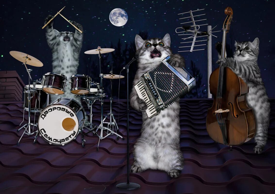 Коты музыканты. Кот с музыкальным инструментом. Кот поет. Мартовские коты.