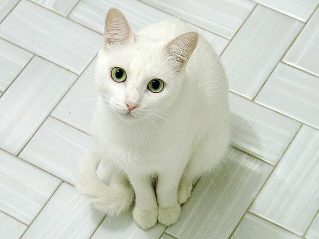 Пропал белый котик, ул. Маршала Толбухина, 1, Пермь Pet911.ru
