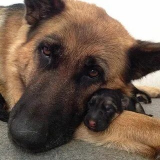 Сбабам милая мама собачка с щенятами