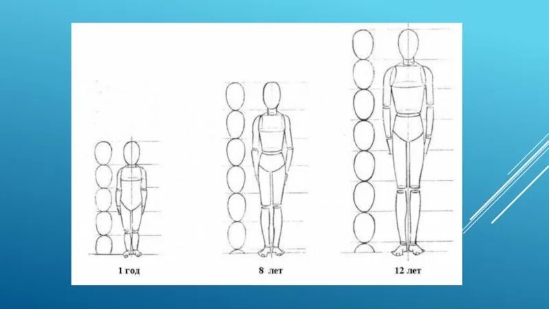 Как нарисовать тело человека пропорции. Построение человека рисунок пропорции. Пропорции тела человека для рисования. Пропорции человека в полный рост.