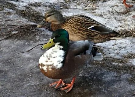 Селезни смоленская