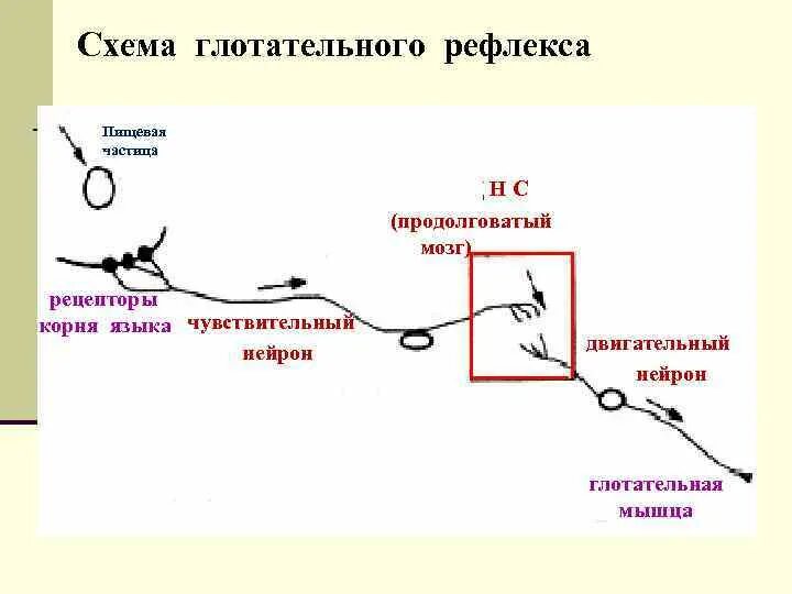 Рефлекторная дуга глотательного рефлекса схема. Глотательный рефлекс рефлекторная дуга. Схема рефлекторной дуги безусловного глотательного рефлекса. Схема рефлекторной дуги при глотании.