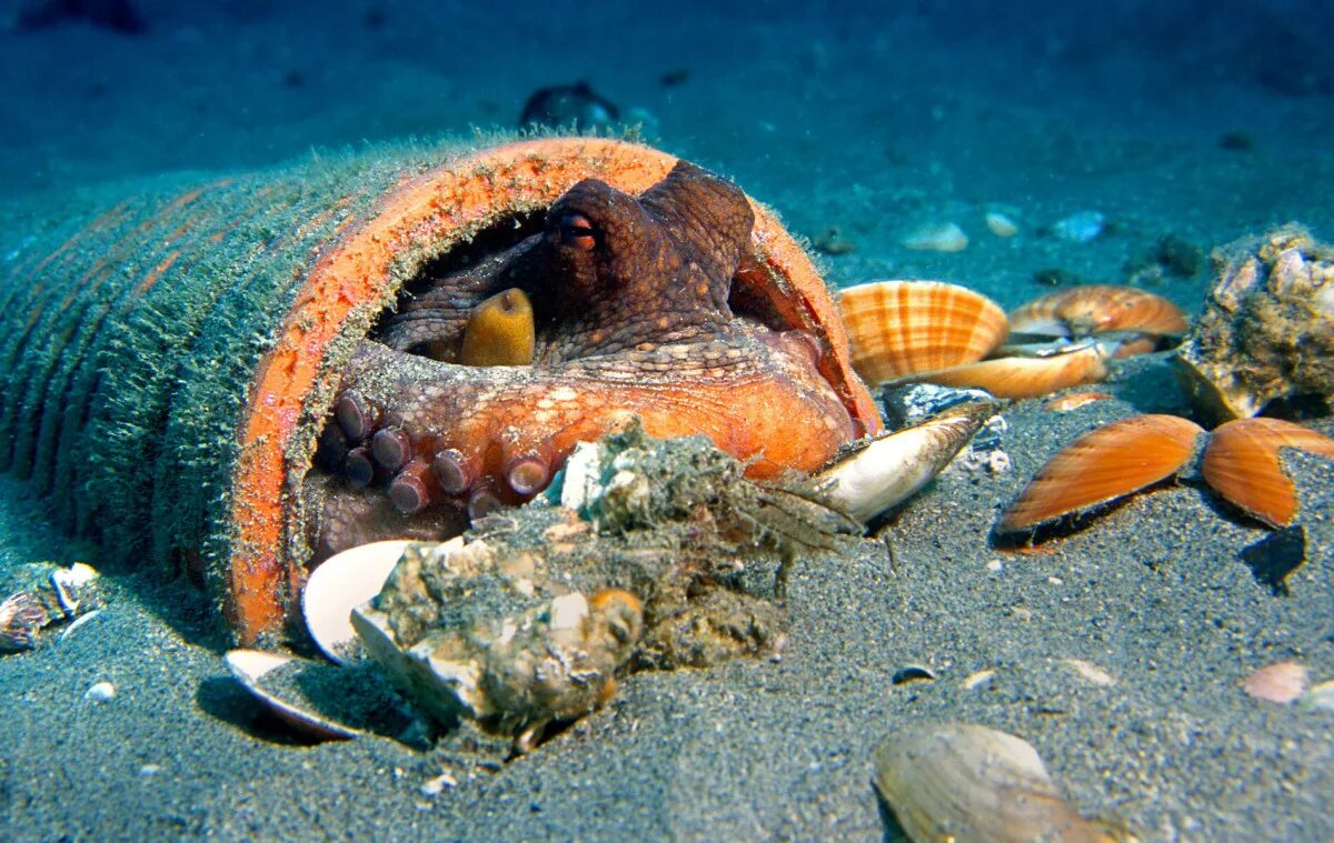 Осьминог Дофлейна гигантский. Жилище осьминога. Домик осьминога. Осьминоги Тихого океана.