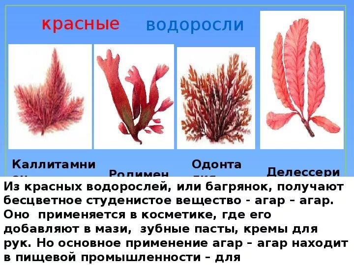 Красные водоросли биология 7. Красные водоросли багрянки строение. Багрянка, красные водоросли, Rhodophyta.. Красные водоросли багрянки представители. Отдел красные водоросли (багрянки) делессерия.