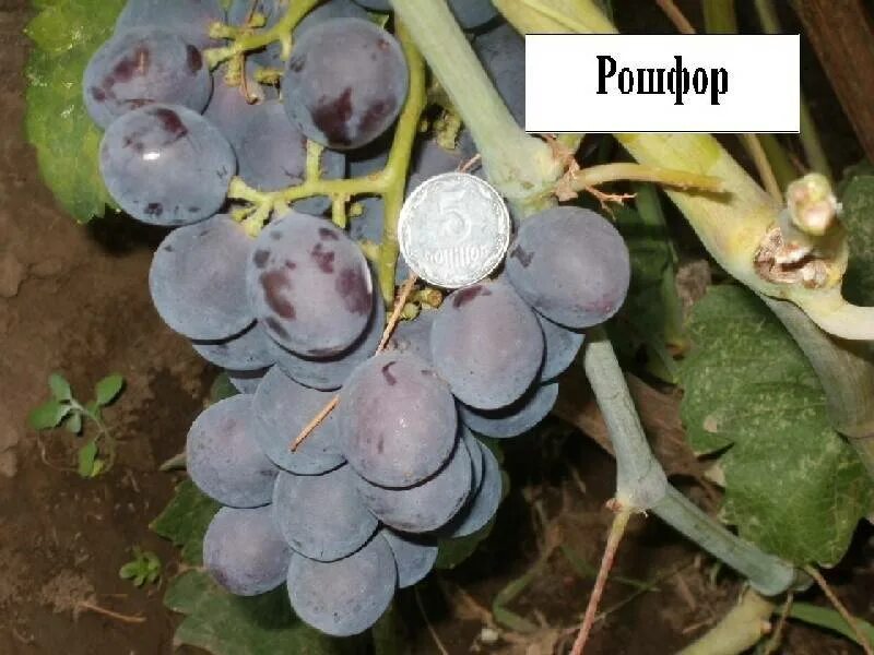 Виноград сорт рошфор отзывы. Сорт винограда рошфор. сорт винограда кардинал. сорт винограда монте кристо. рошфор виноград описание.