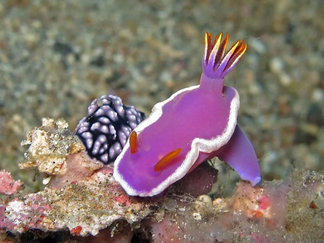Морской Голожаберный моллюск. Hypselodoris bullocki. Голожаберные брюхоногие моллюски. Голожаберный моллюск Янолус.