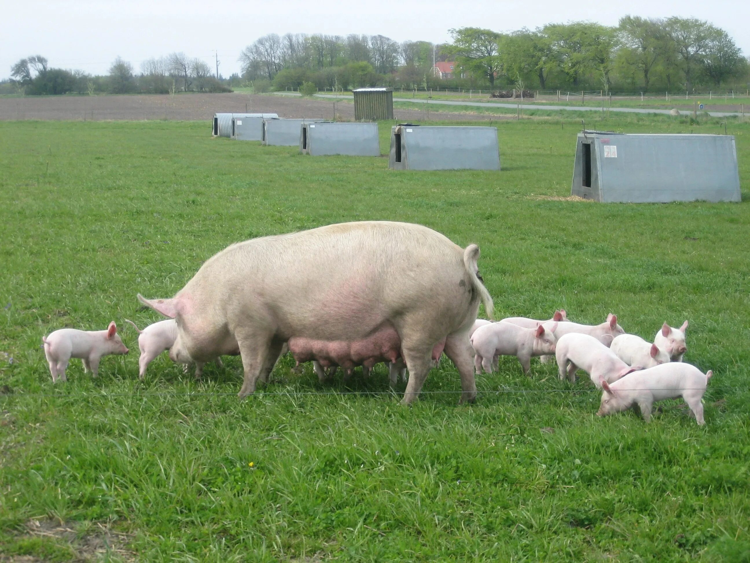 Свиньи в селе. Свиньи. Свиньи на ферме. Свиньи на пастбище. Поросята на ферме.