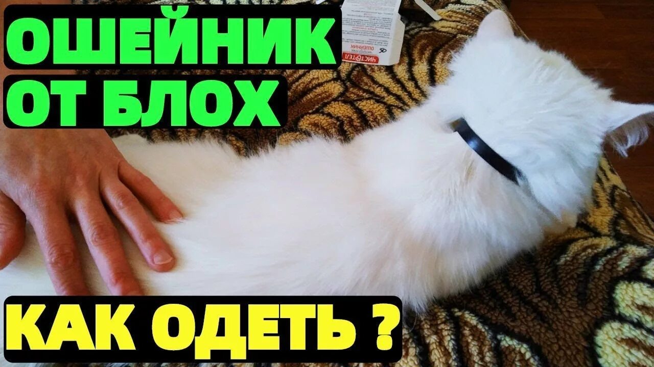 Как одеть коту ошейник от блох. Как одеть ошейник на кошку от блох. ошейник чистотел для кошек как одеть. как одеть ошейник на кошку от блох чистотел.