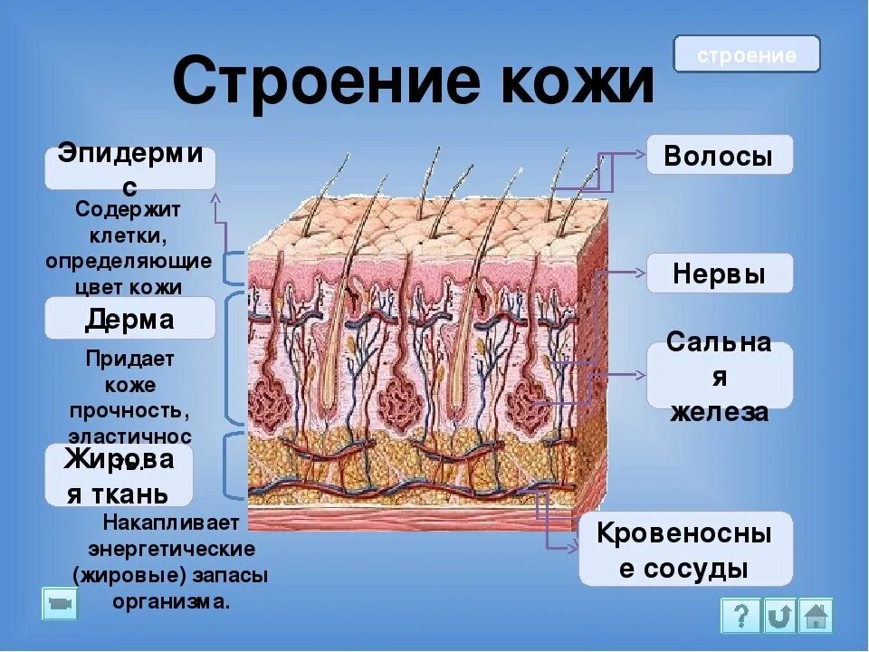 Какие структуры в дерме человека. Эпидермис 2) дерма 3) гиподерма. Слой кожи 1)  эпидермис 2)  дерма. Строение кожи эпидермис дерма. Послойное строение кожи.