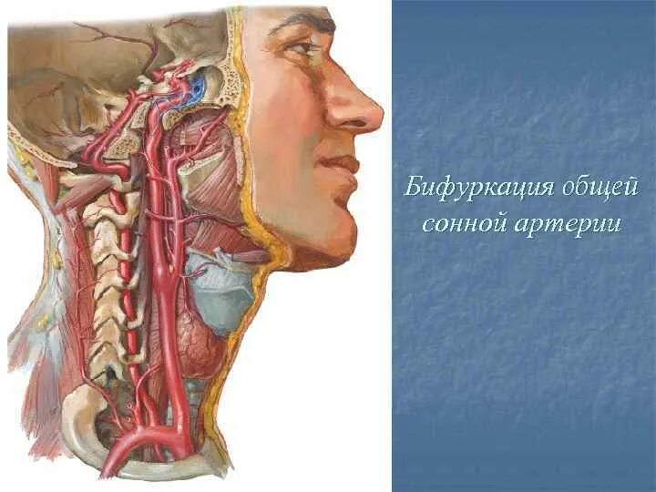 Где находится сонная артерия у мужчин. Уровень бифуркации общей сонной артерии. Анатомия сонных артерий шеи. Устье ВСА артерий шеи. Соннсонная артерия на шее.