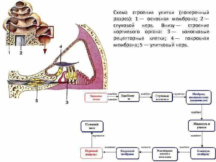 Слуховой анализатор строение улитки. Строение слуховых рецепторов улитки. Слуховой анализатор строение Кортиева органа. Слуховой анализатор человека строение Кортиев орган. Строение слуховой улитки