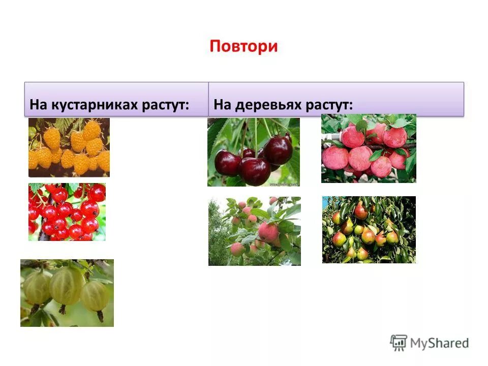 ежевика бесшипная торнфри. ирга ольхолистная красноярская. культурные растения сада. какие кусты растут в перми. гигрофиты и гидрофиты.