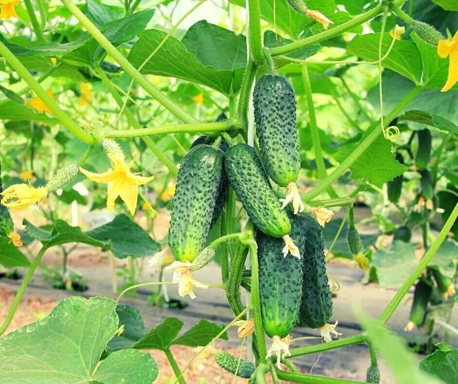 Огурцы кураж посадка. Огурцы кураж посадка
