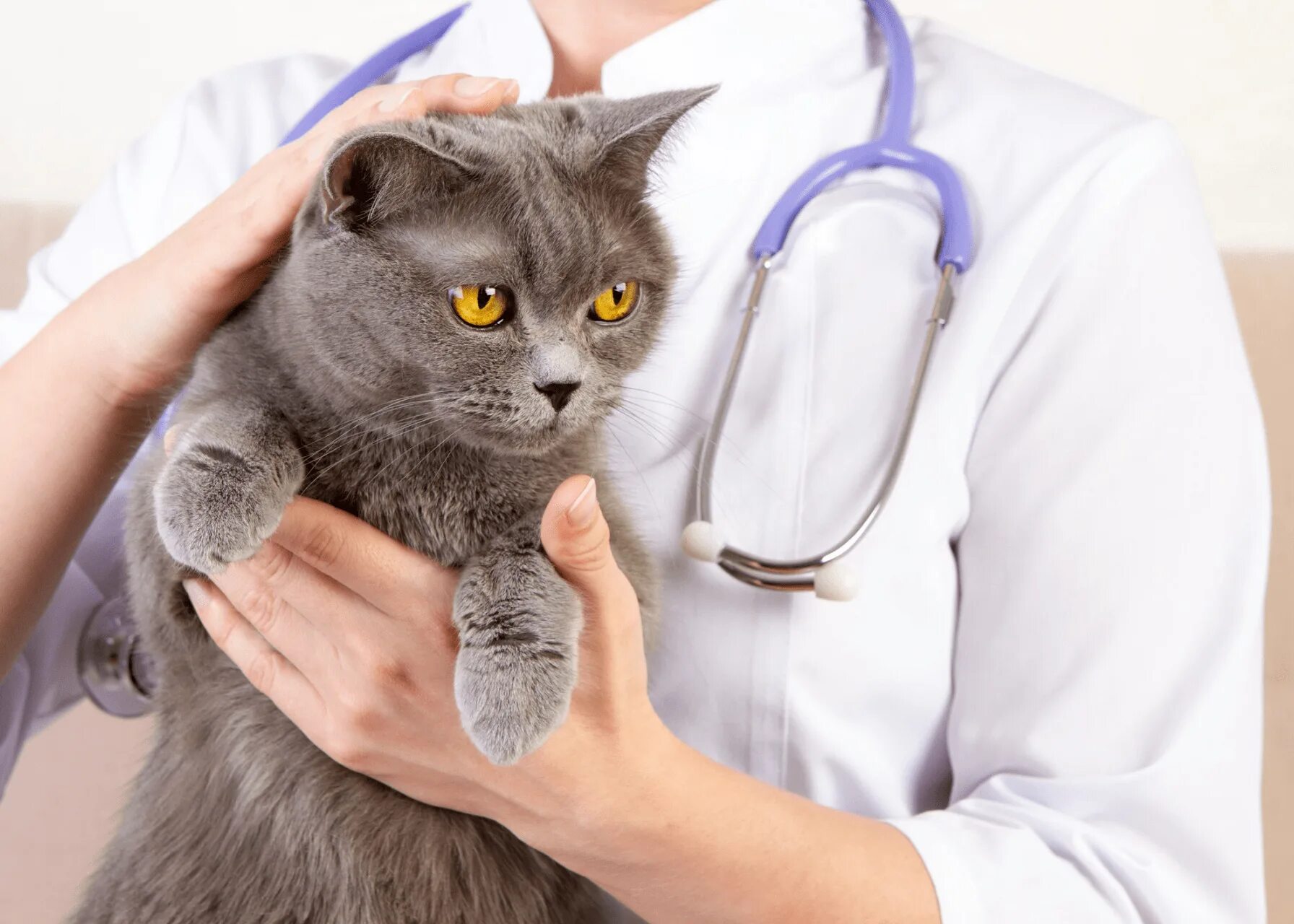 Ветеринар для кошки отзывы. Ветеринар с кошкой. Кошка с клинком. Кошка в ветеринарной клинике.