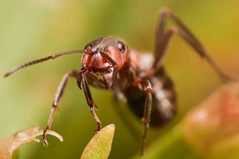 Маленькие муравьи. Муравьишки. Муравей фото для детей. Маленькие муравьи фото.