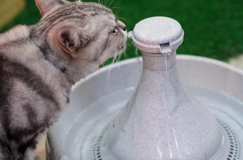 Как заставить кошку пить. Кошка в воде. Кот пьет. Котики пьют из фонтанчиков. Кот пьет из фонтана.
