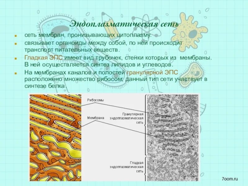 Синтез и транспорт белков в эпс. Гладкая эндоплазматическая сеть мембраны. Мембраны эндоплазматической сети. Эндоплазматическая сеть мембранный. Гранулярная эндоплазматическая сеть мембранная.