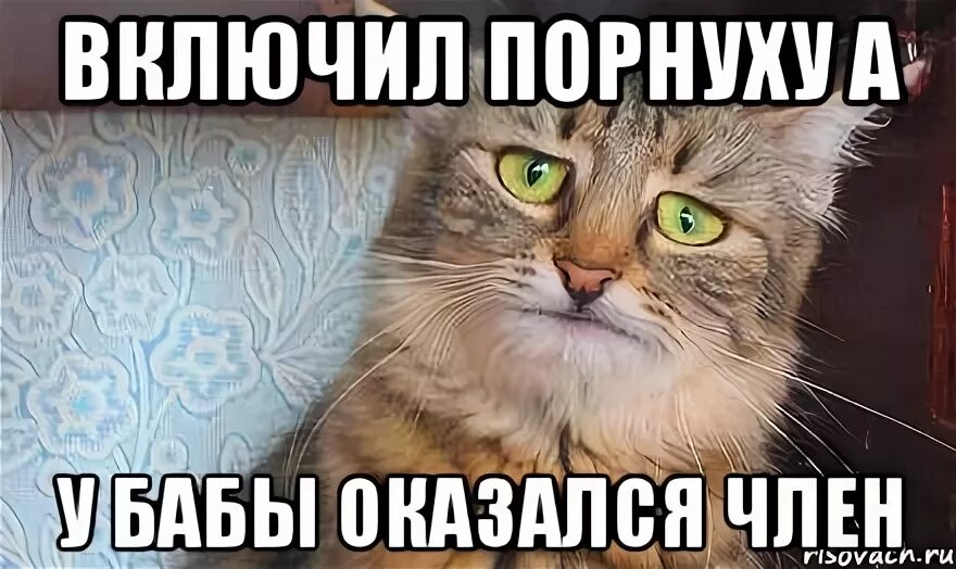 Включай давай уроки. Кот печаль Мем. Жизнь боль Мем кот. Мем включай с котом. Печаль беда кот Мем.