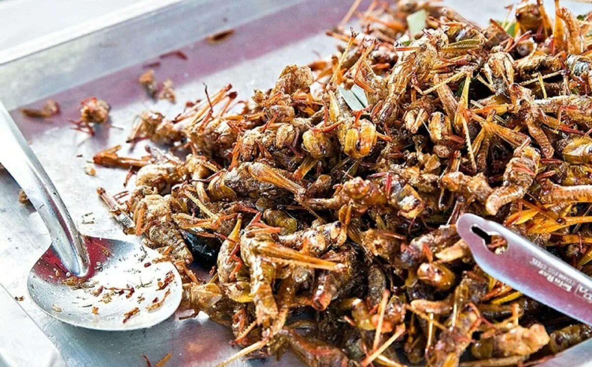 Рецепты насекомых. Жареные кузнечики. жареные сверчки. блюда из насекомых. жареная саранча.