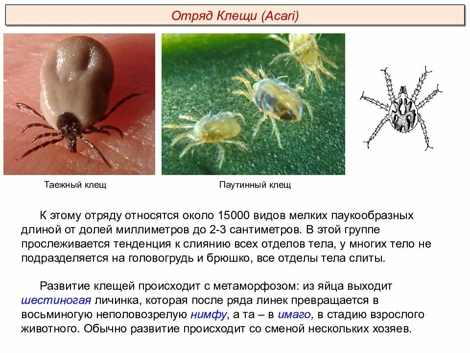 Клещ это паукообразное. Сведения о Таежном клеще. Стадии развития таежного клеща. Таежный клещ 2. Тело клещей подразделяется на.