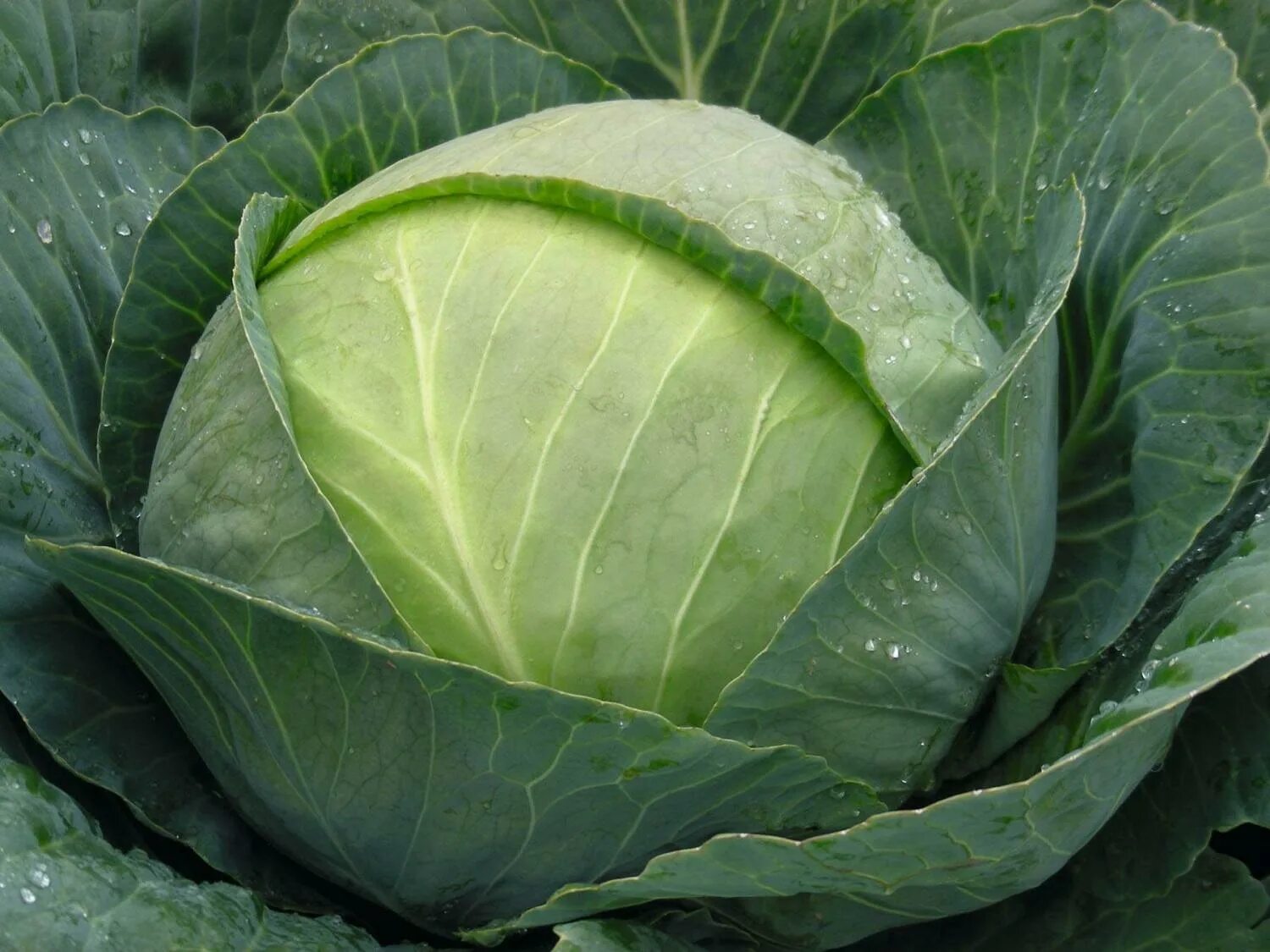 Капуста романеско. Сорт капусты аллигатор. Капуста белокочанная бригадир f1. Капуста белокочанная сельма f1. Капуста б/к золотой гектар 1432.