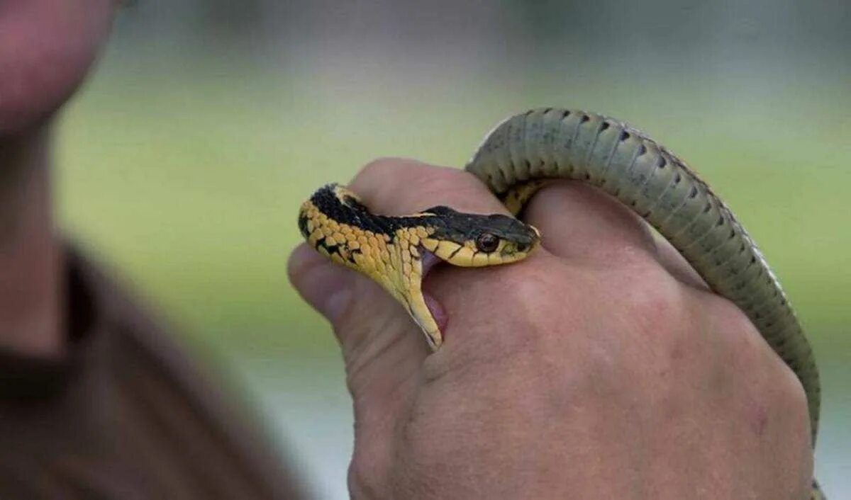 Гадюка никольского (vipera nikolskii). Степная гадюка крыма укус. Ужи кусают людей. Змеи гадюка медянка уж. Гадюка обыкновенная клыки.
