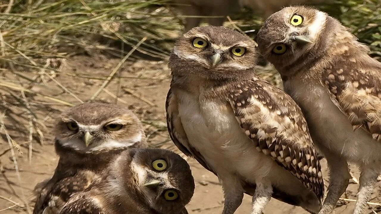 4 животных