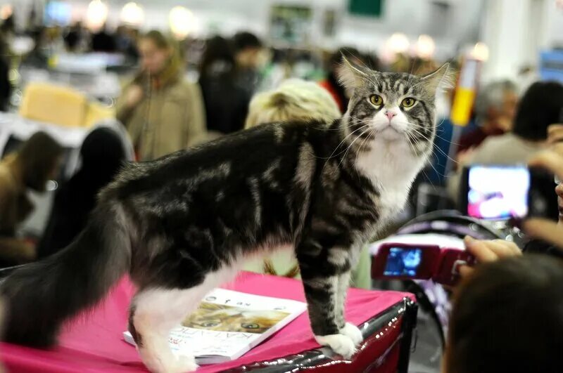 Выставка кошек в сокольниках 2023. Выставка кошек. Выставка кошек. Выставка кошек гагаринский тц. Выставка кошек 20 января.