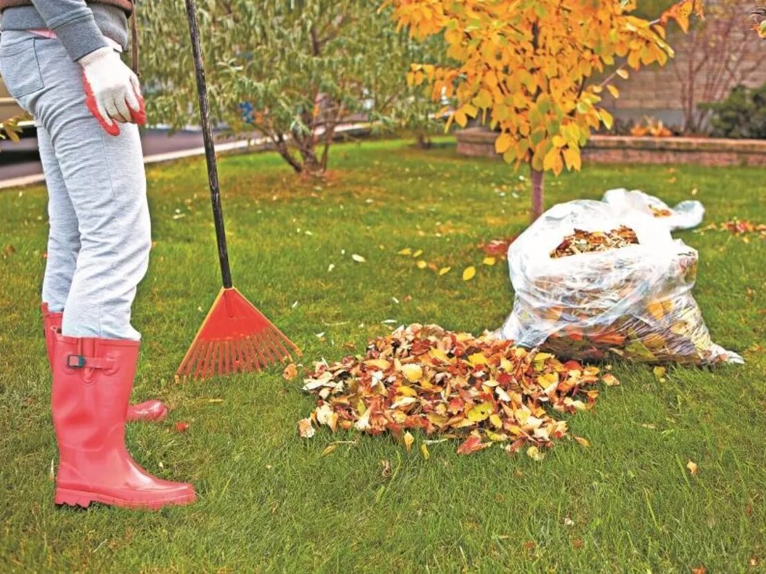 Нужно ли убирать листву. Уборка листвы. Уборка в саду осенью. Уборка листвы осенью. Сгребать листья.
