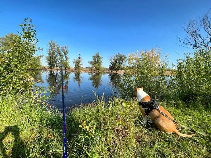маленький рыбак. рыбак с рыбой. рыбалка летом. собака для рыбалки. рыбак закидывает удочку вперед.