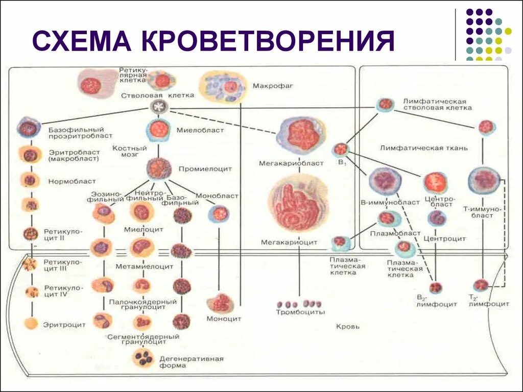 Схема образования клеток крови в Красном костном мозге. Схема кроветворения в костном мозге. Схема кроветворения стволовая клетка. Гемопоэз в Красном костном мозге схема.