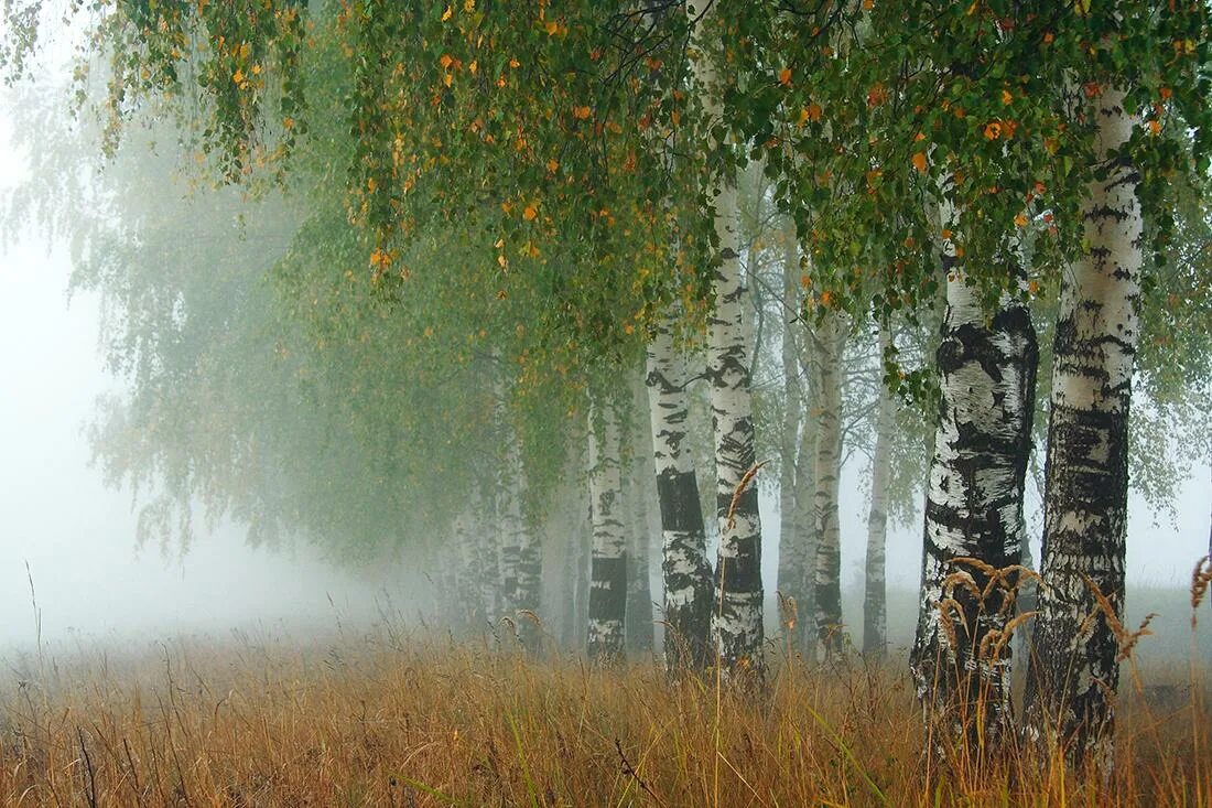 Я брожу в березовом перелеске. Русь белоствольная. Березы России. Природа березы. Береза под дождем.