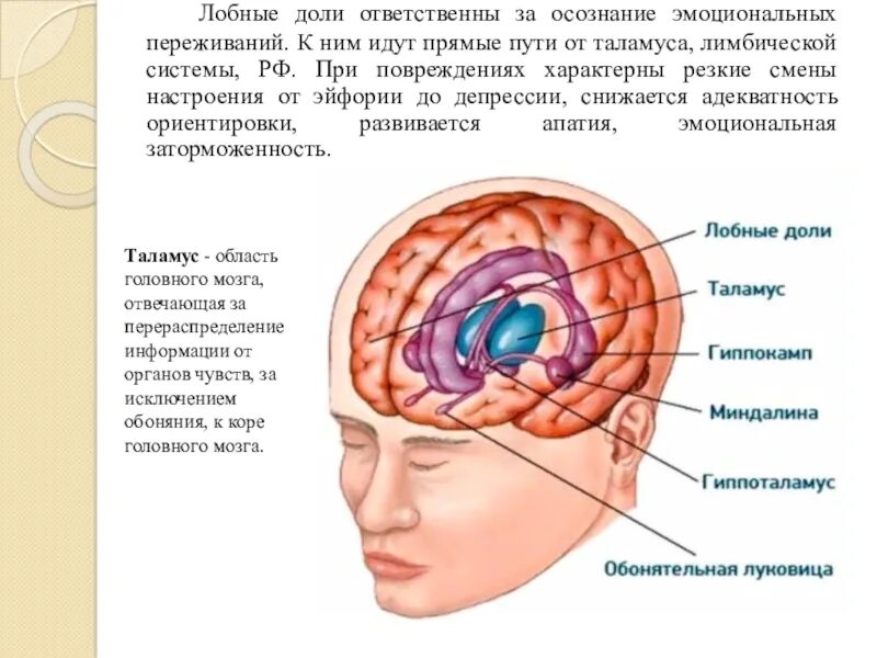 Лобный отдел функция. Лобная часть головного мозга. Части лобной доли.