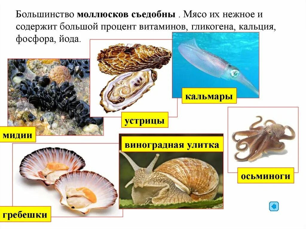 Моллюски. Виды моллюсков. Представители типа моллюсков. Моллюски биология 7.